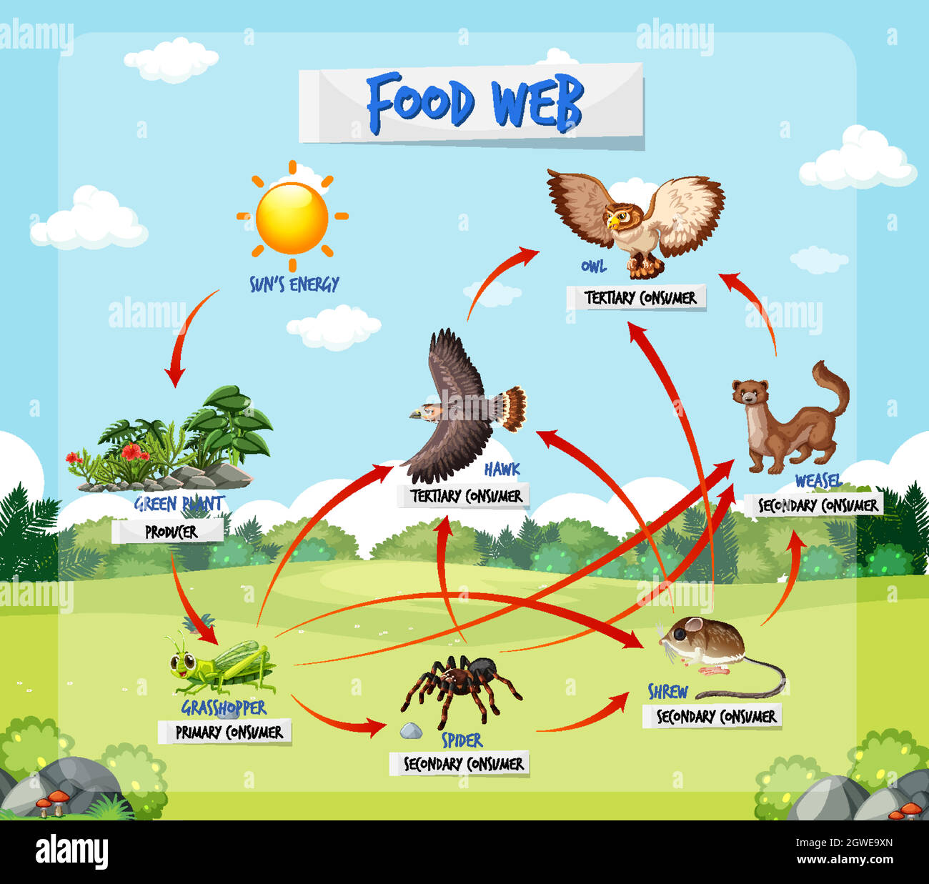 Food Web With Labels Drawing