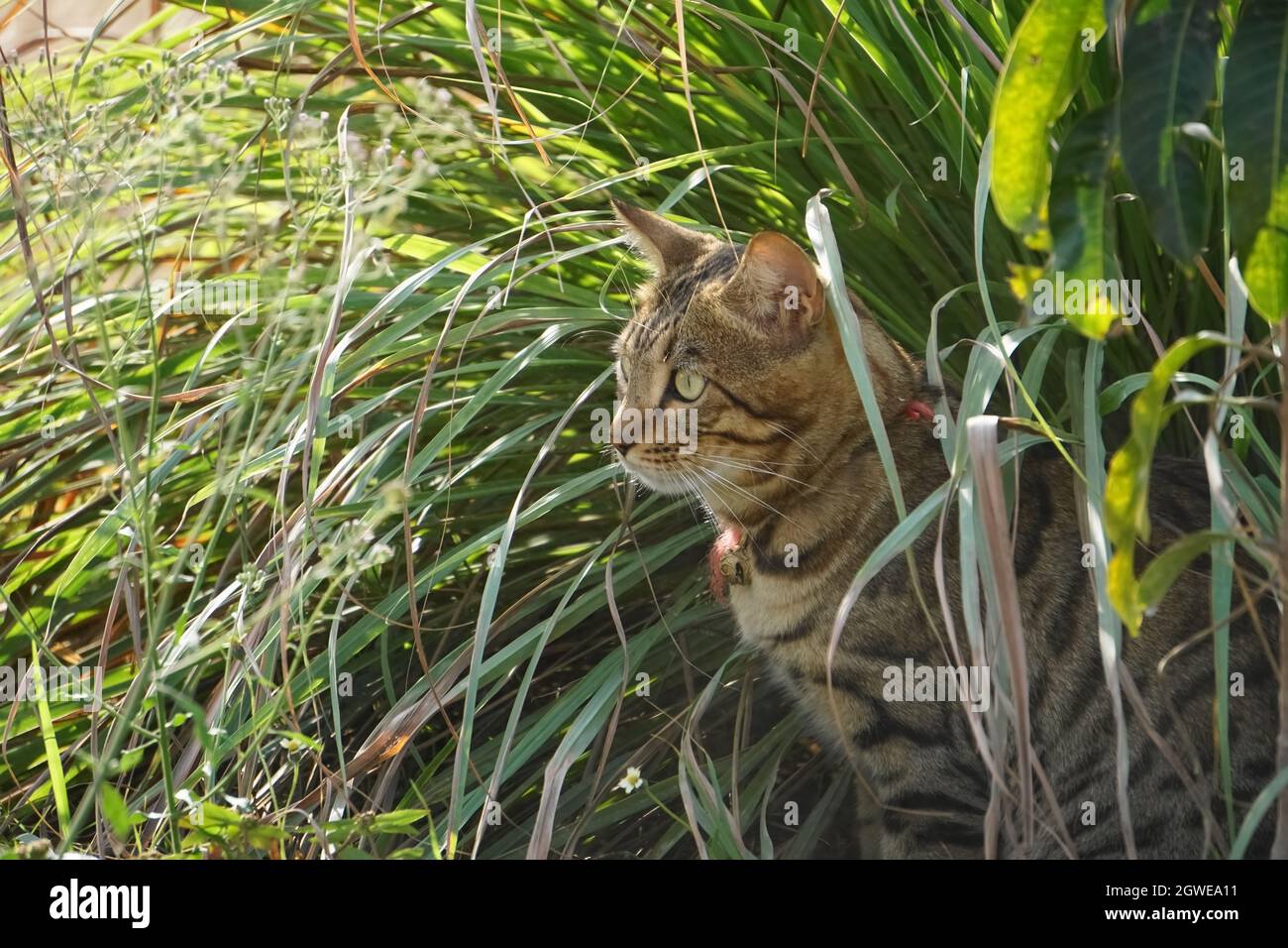 Lemongrass field hires stock photography and images Alamy