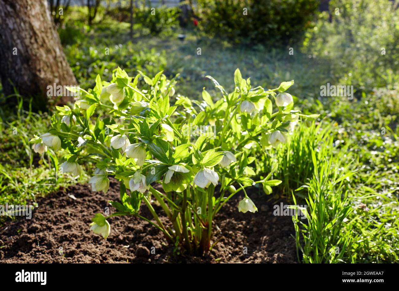 Helleborus in organic garden, known as Winter rose, Christmas rose and Lenten rose. Family name Ranunculaceae, Scientific name Hellebores Stock Photo