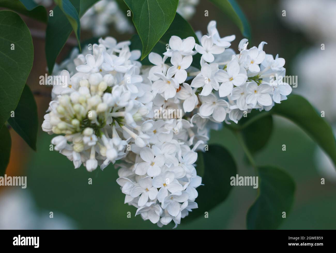 Blossoming decorative white lilac Syringa tree on a green background from leaves and sky Stock Photo