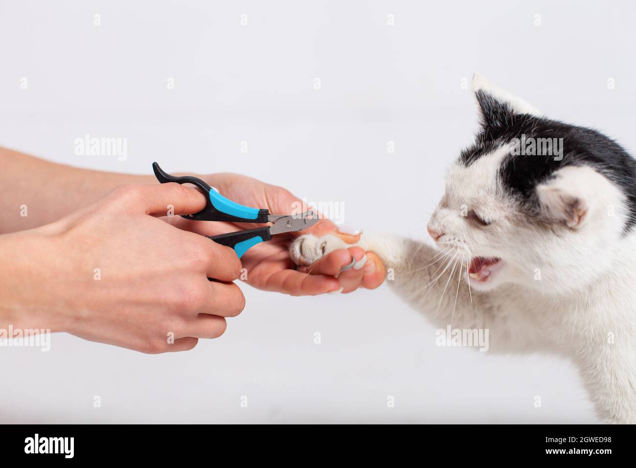 Hands Scissors Claws Cat, Doctor Shearing Cat's Claws, Closeup Stock