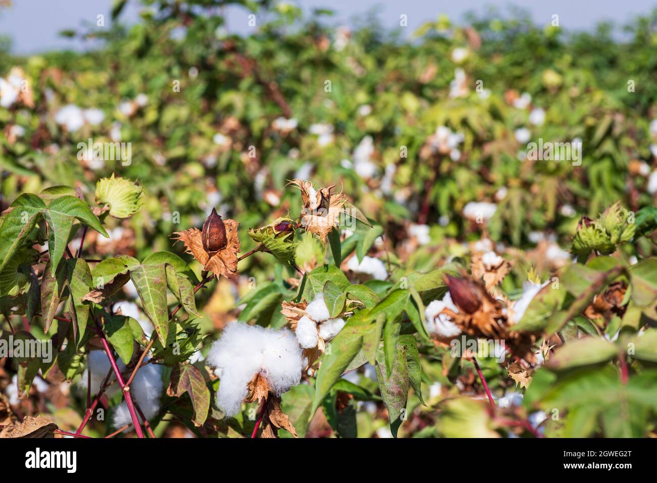 View of an agricultural cotton field. Seeds wrapped in white fluffy
