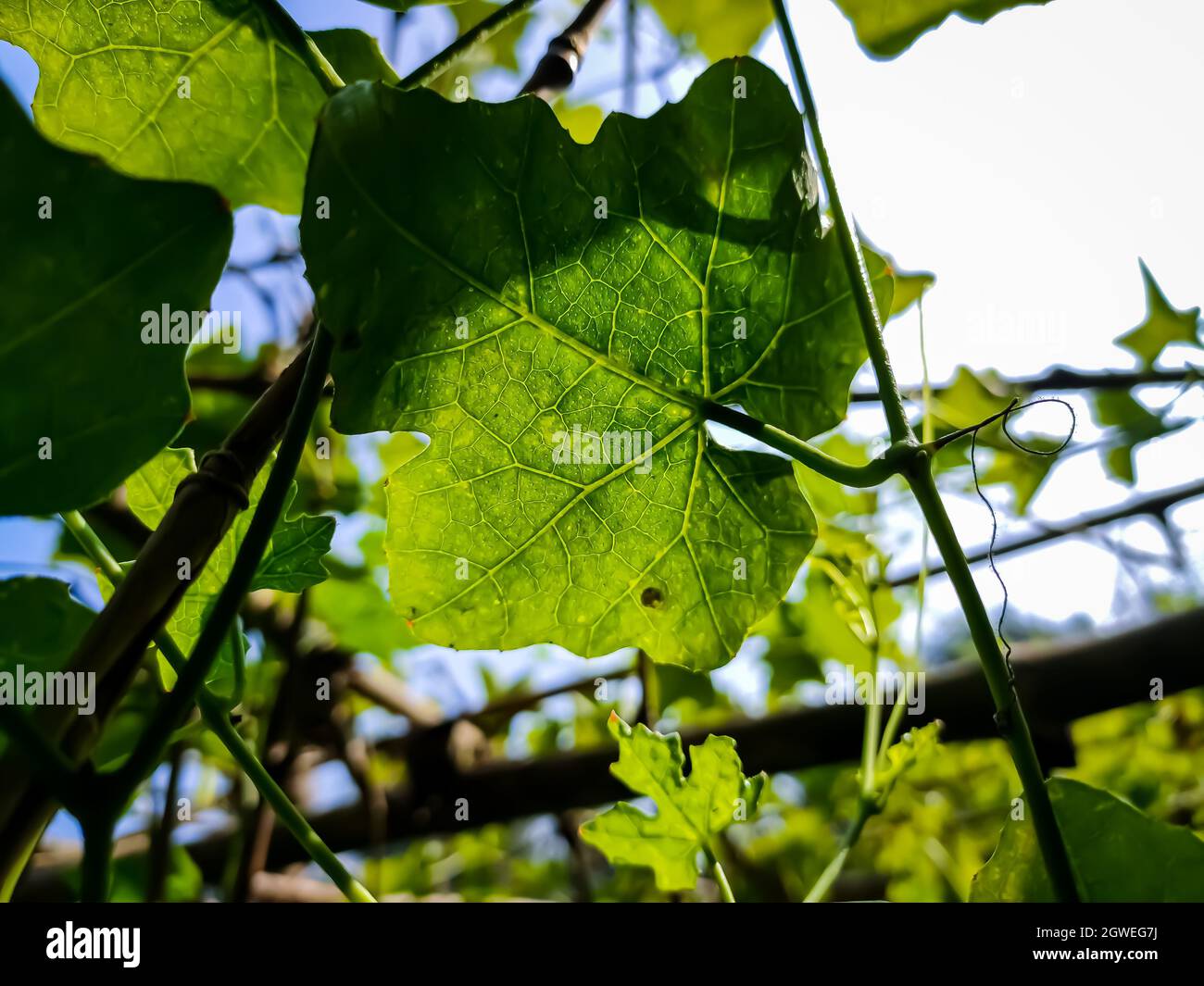 Morning Sunlight Lighted Some Ivy Gourd Leaf Close Up Shot In The