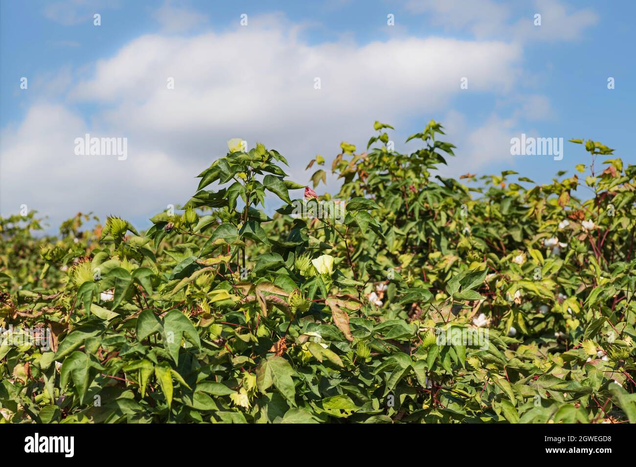 View of an agricultural cotton field. Seeds wrapped in white fluffy