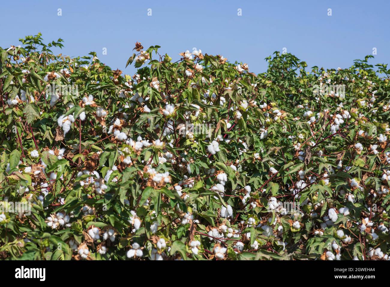 View of an agricultural cotton field. Seeds wrapped in white fluffy