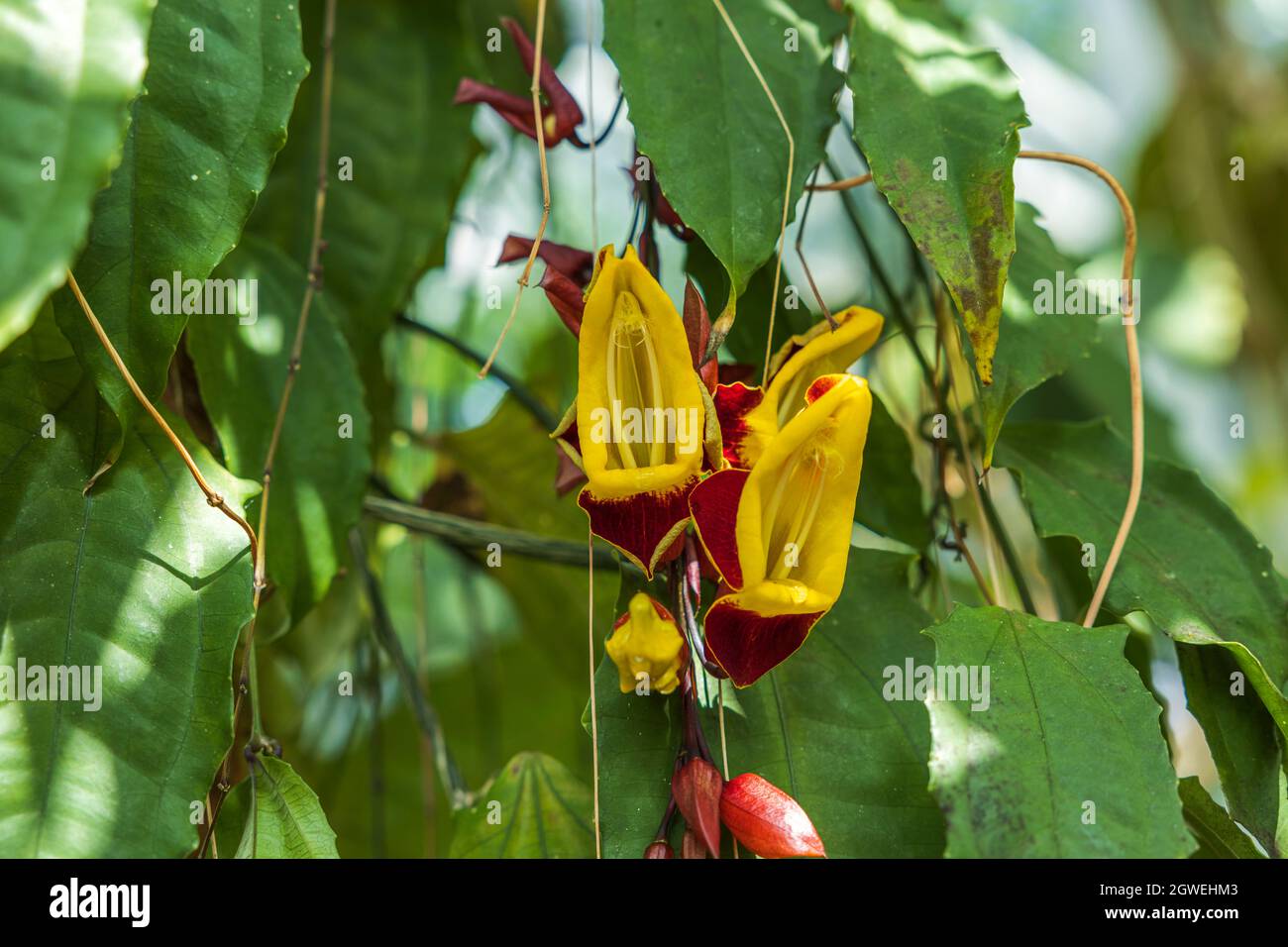Close up view tropical flowers plants of Acanthaceae family woody-stemmed evergreen of Mysore trumpetvine or lady's shoe vine. Sweden. Stock Photo
