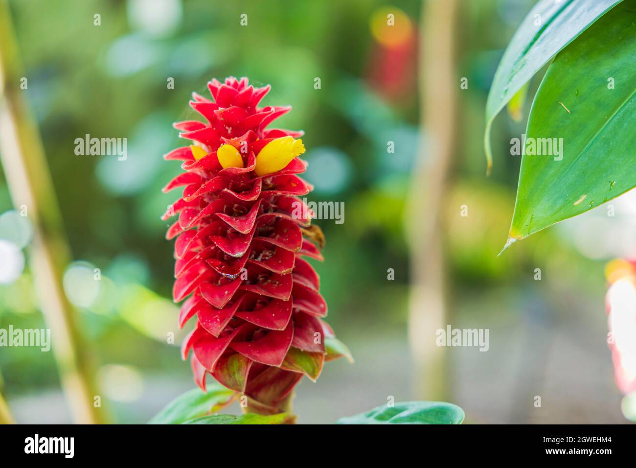 Beautiful view of best ornamental gingers Costus comosus Red Tower flower. Beautiful nature backgrounds. Sweden. Stock Photo