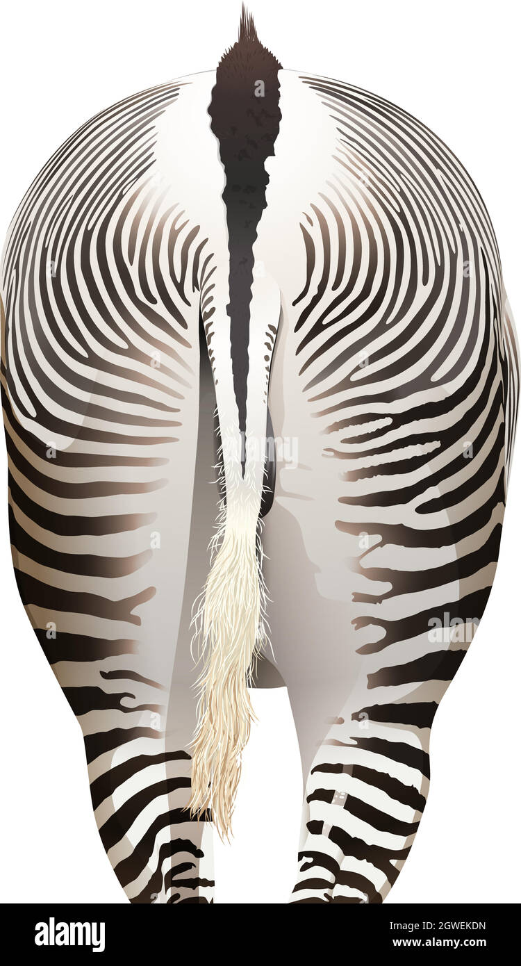 11,092 Zebra Legs Images, Stock Photos, 3D objects, & Vectors