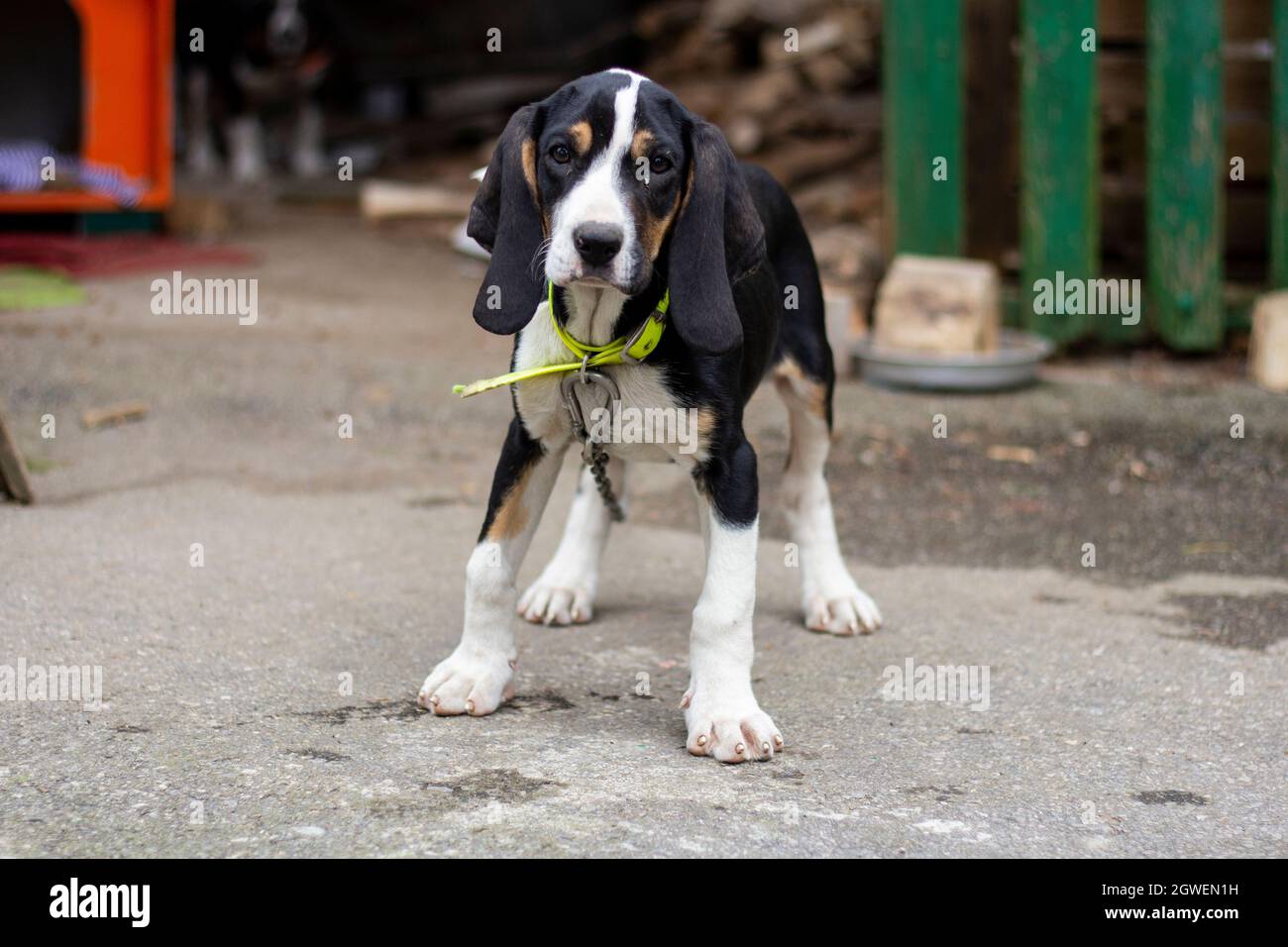 Properly Tied Tee, Hunting Dogs on Fog main image 0