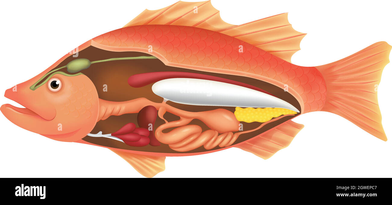 Anatomy of a Fish Stock Vector