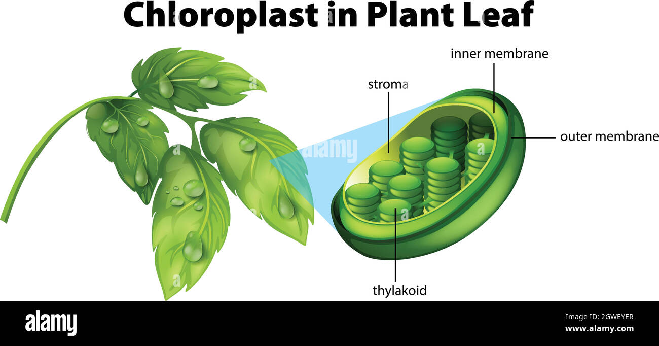 Diagram showing chloroplast in plant leaf Stock Vector Image & Art Alamy
