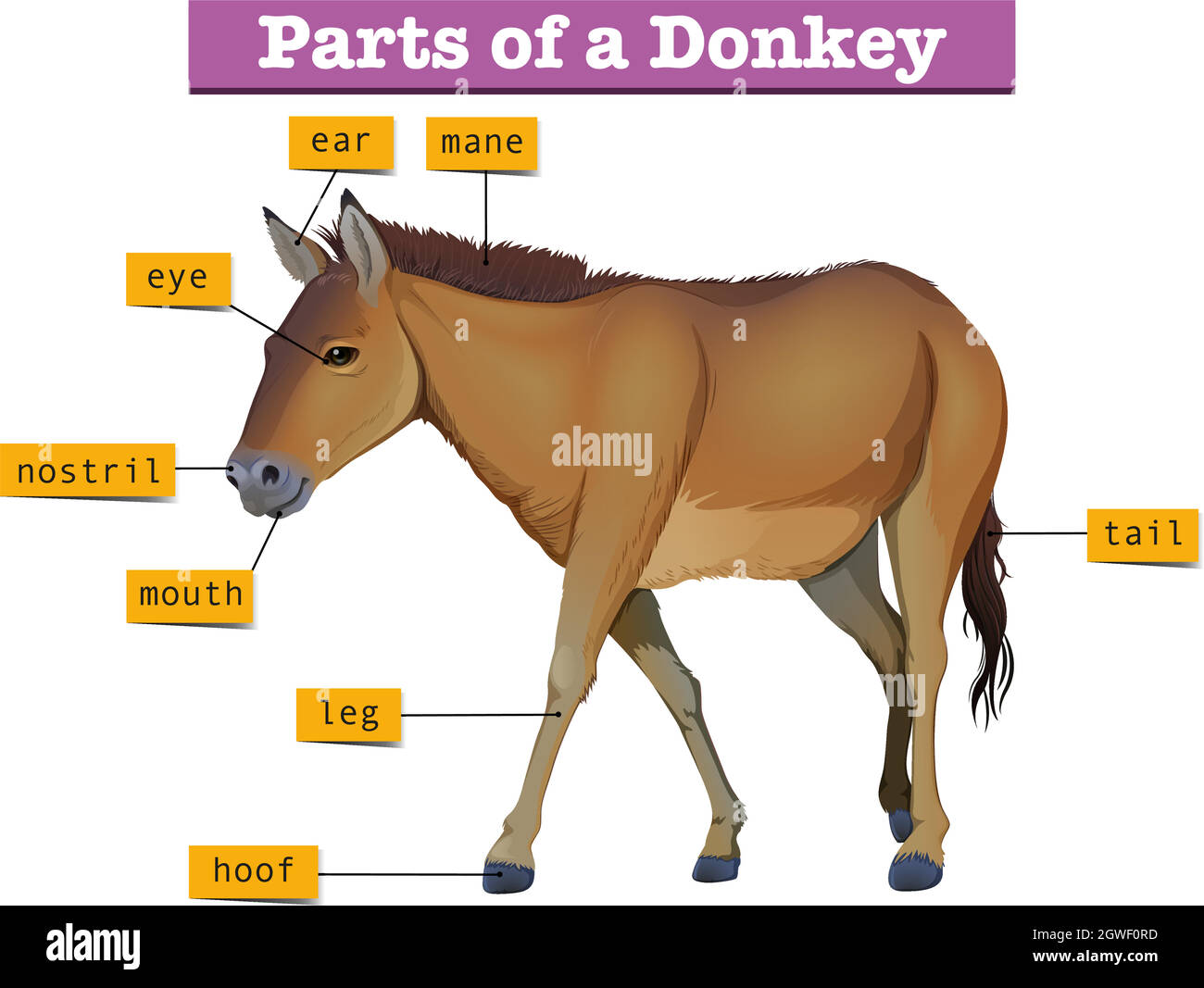 Diagram showing parts of donkey Stock Vector