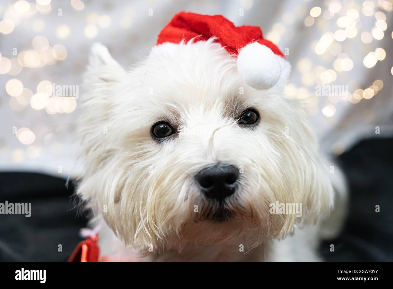 westie hat