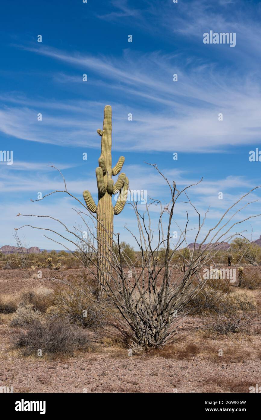saguaro cactus, ocotillo and the Kofa Mountains in the Kofa National Wildlife Reserve, near Quartzsite, Arizona. Stock Photo