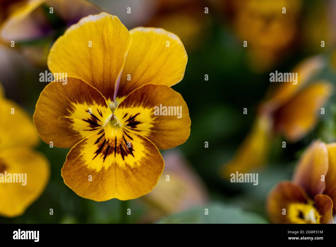 Beautiful yellow & orange Pansy (Viola x wittrockiana) Stock Photo