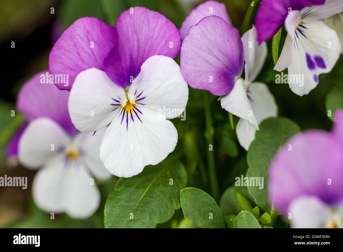 Beautiful pink & white Violas (Viola odorata) Stock Photo