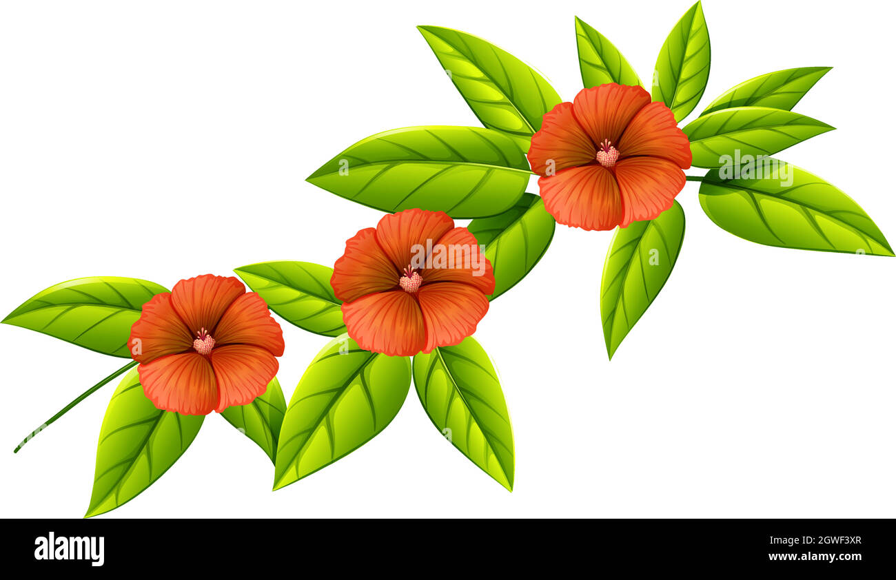 Three orange flowers Stock Vector