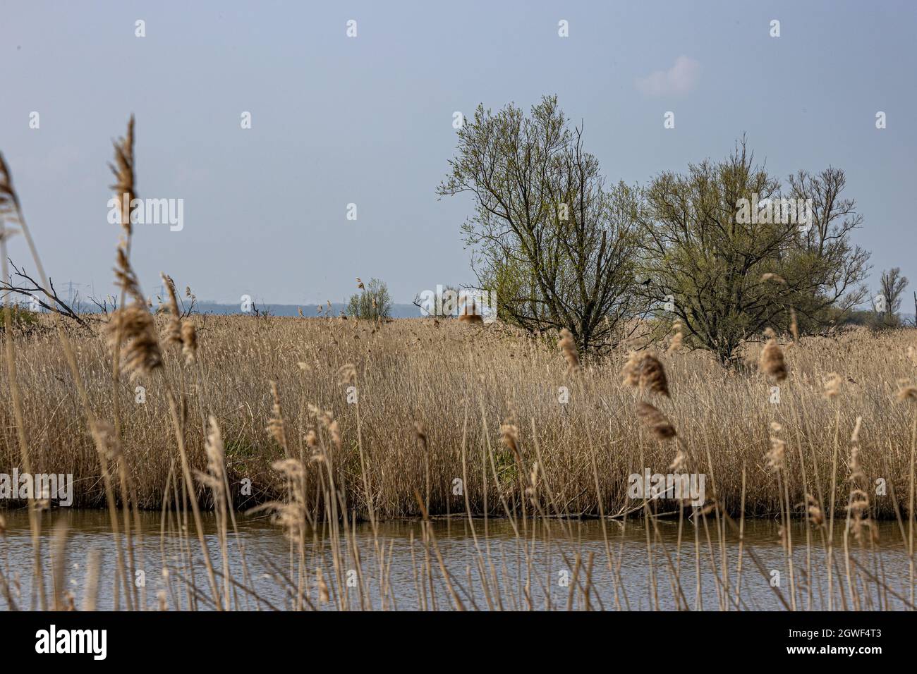 Brown wild grass, a stream and swampy terrain in the Oostvaardersplassen nature reserve, some green trees in the background, sunny day with a blue sky Stock Photo