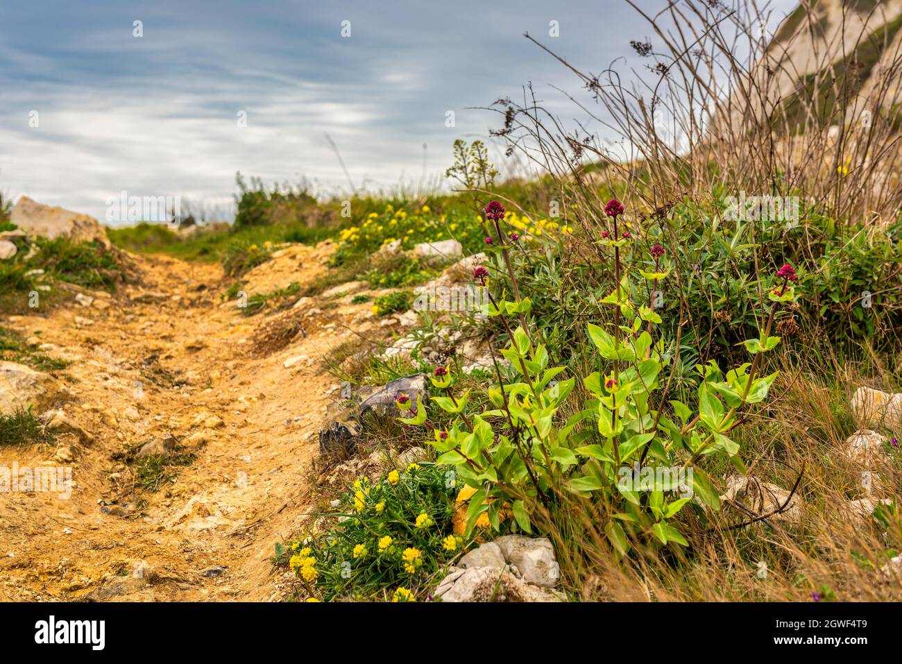Wild Flowers at Samphire Hoe country park near Folkestone in Kent
