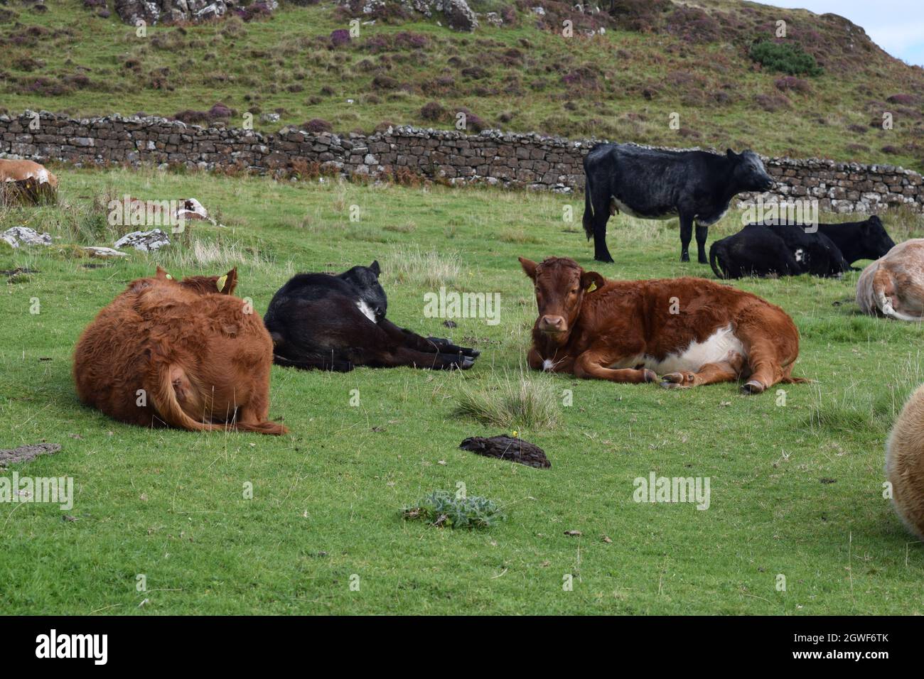 Herd of cows in a green meadow with dry stone walls Stock Photo - Alamy