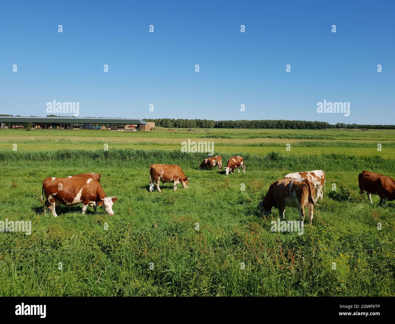 Herd of cows grazing in a green meadow against blue sky in the ...