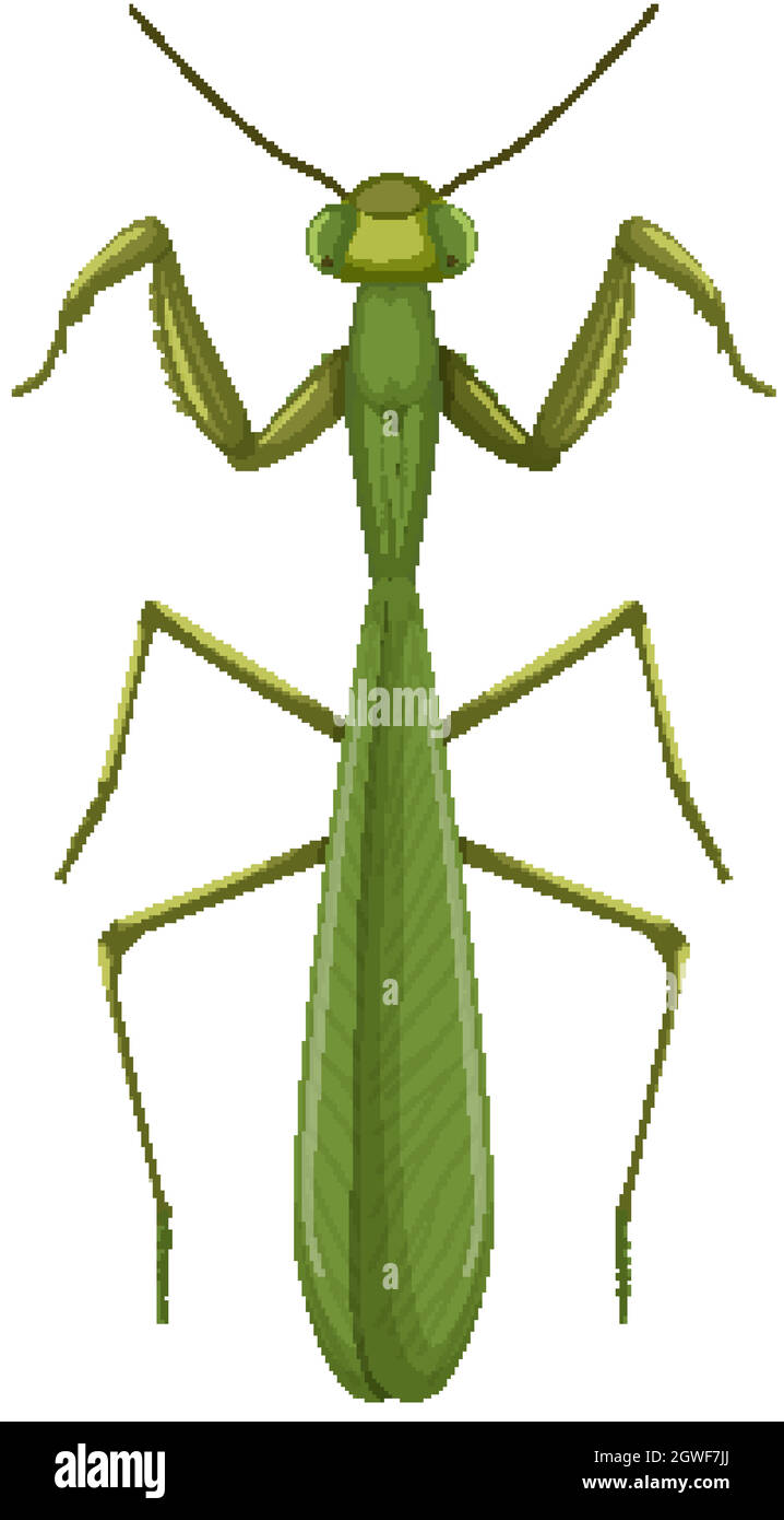 Green mantis or grasshopper isolated on white background Stock Vector