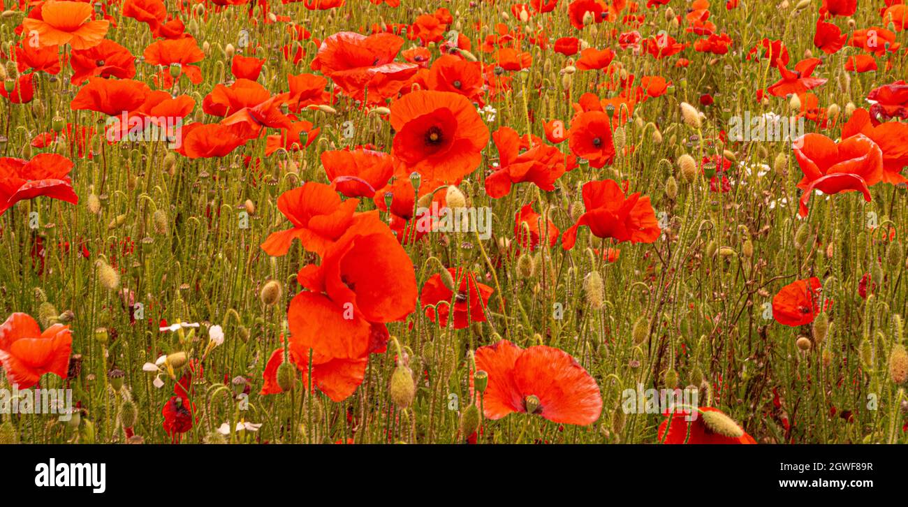 Red Poppy Field Flanders Belgium Battlefield Remembrance background ...