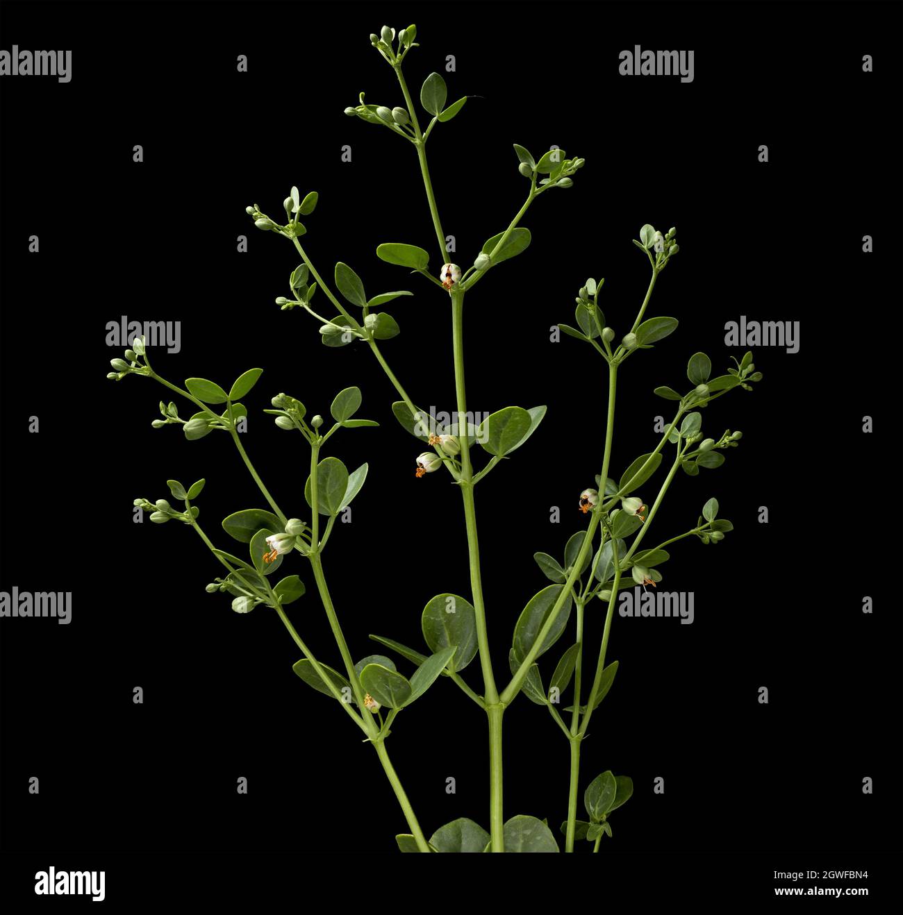 Zygophyllum fabago is a species of plant known by the common name Syrian bean caper. It is considered a noxious weed Stock Photo