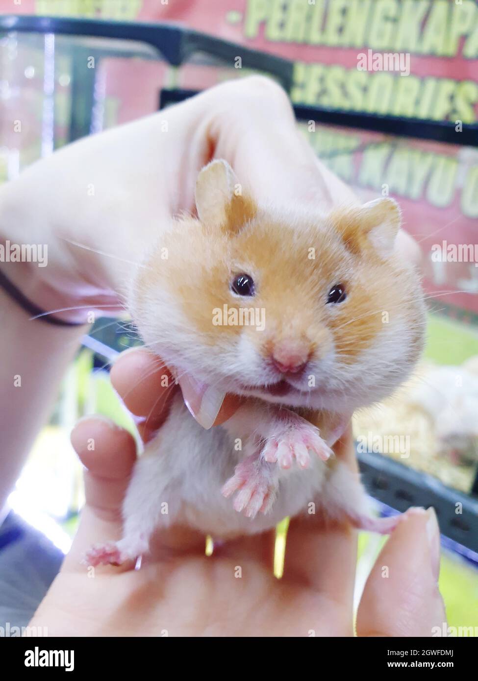 Can Dogs Live With Hamsters