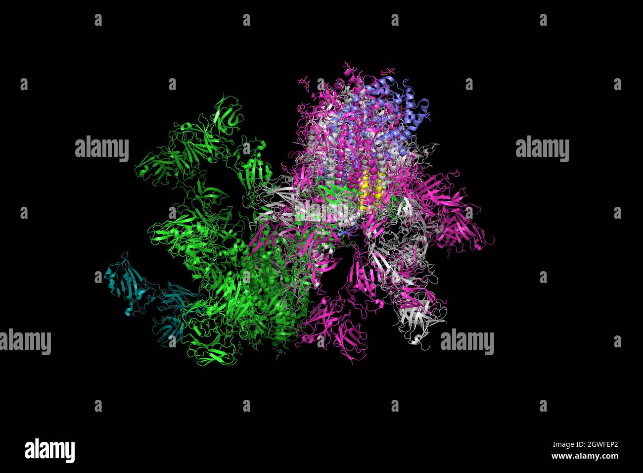 SARS-CoV-2 Spike Glycoprotein. The structure of the complex with protein S, which forms the 'crown' of the coronavirus, 3d rendering. Stock Photo