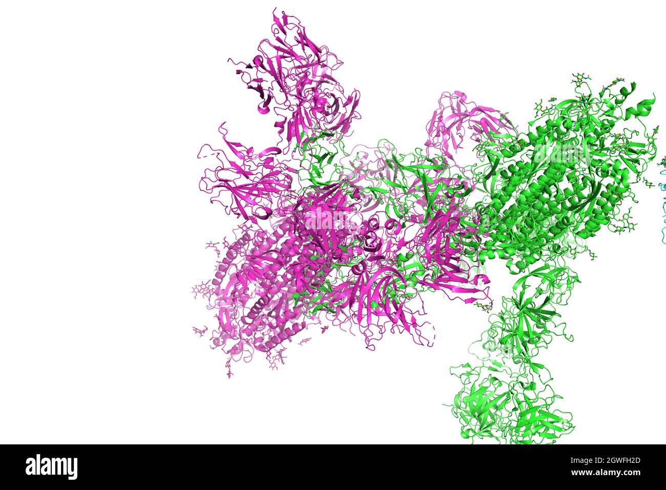 SARS-CoV-2 Spike Glycoprotein. The structure of the complex with protein S, which forms the 'crown' of the coronavirus, 3d rendering. Stock Photo
