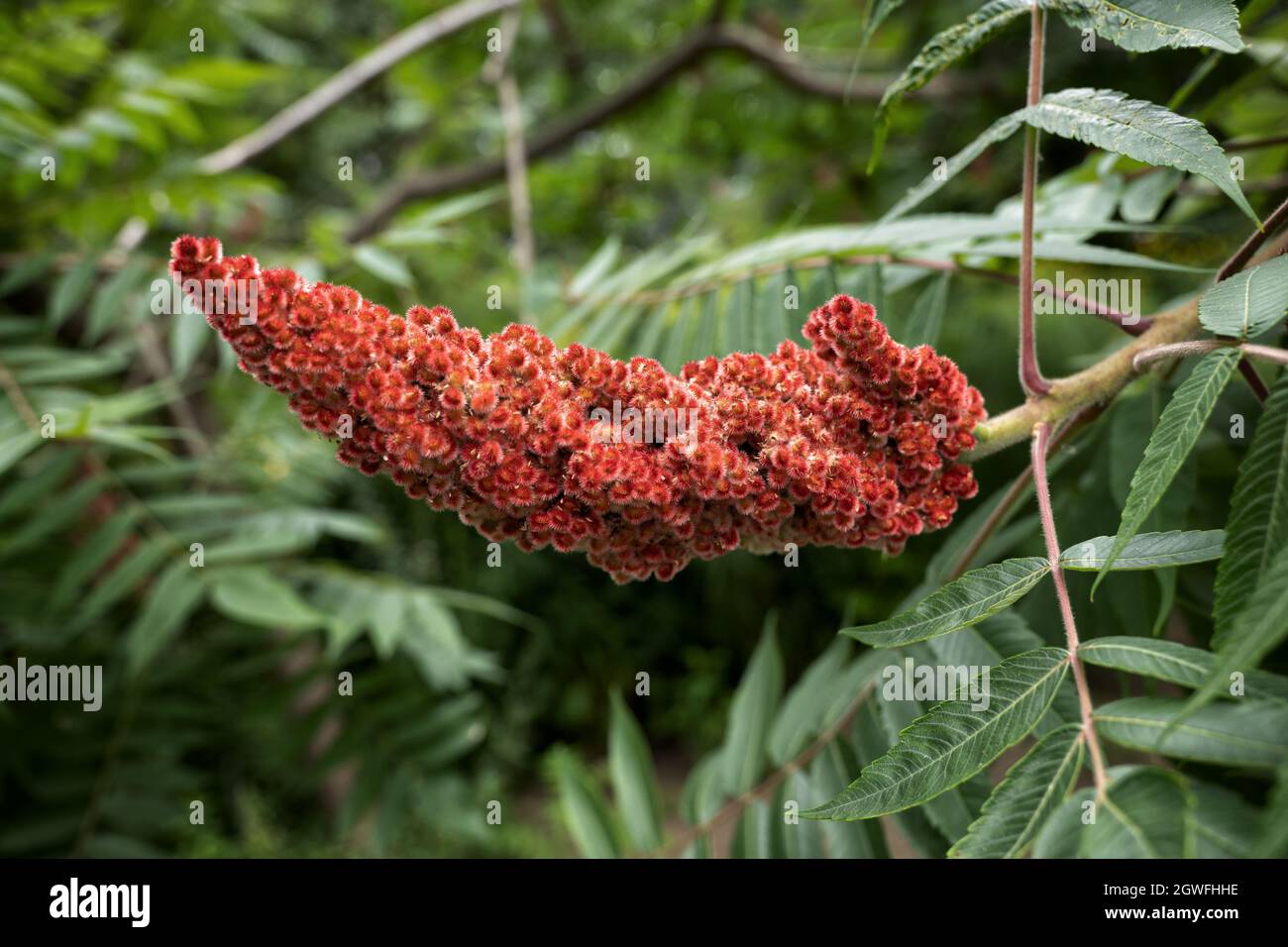 Anacardiaceae family hires stock photography and images Alamy