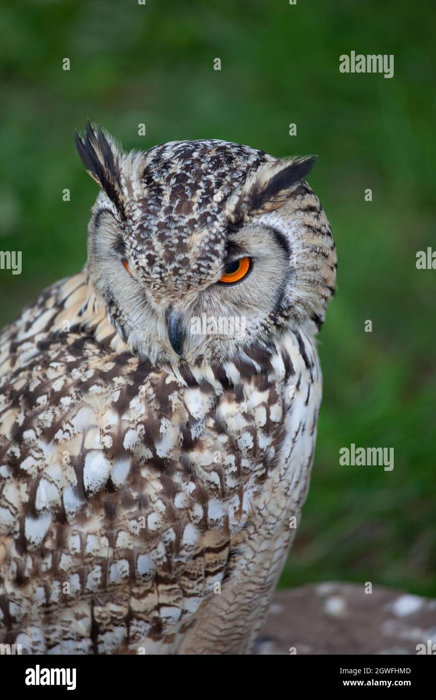 Indian Eagle Owl (Bubo bengalensis) or Bengal Eagle Owl, Rock Eagle Owl, family: Strigidaenative, region: Indian Subcontinent. Stock Photo