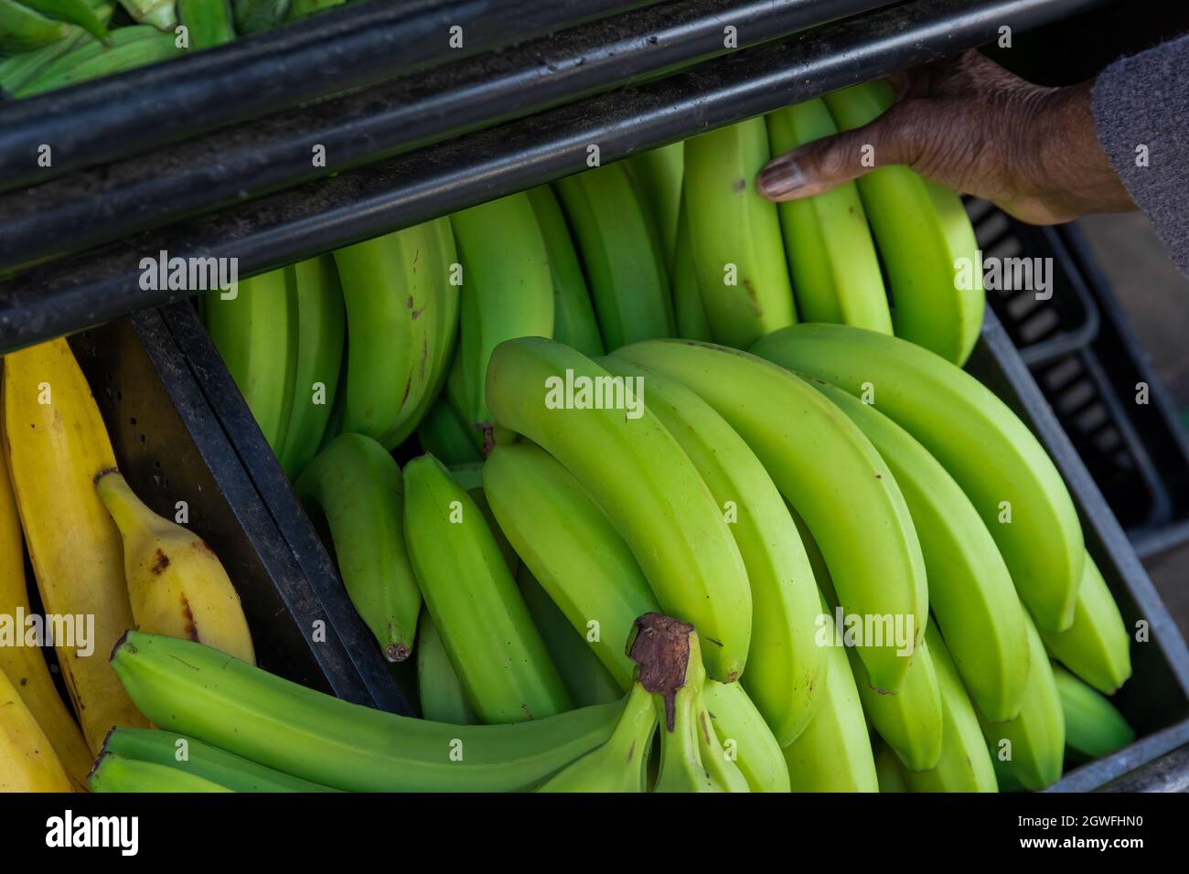 Close up of green bananas, musa x paradisiaca, on a farmers market stall in Ealing, West London Stock Photo