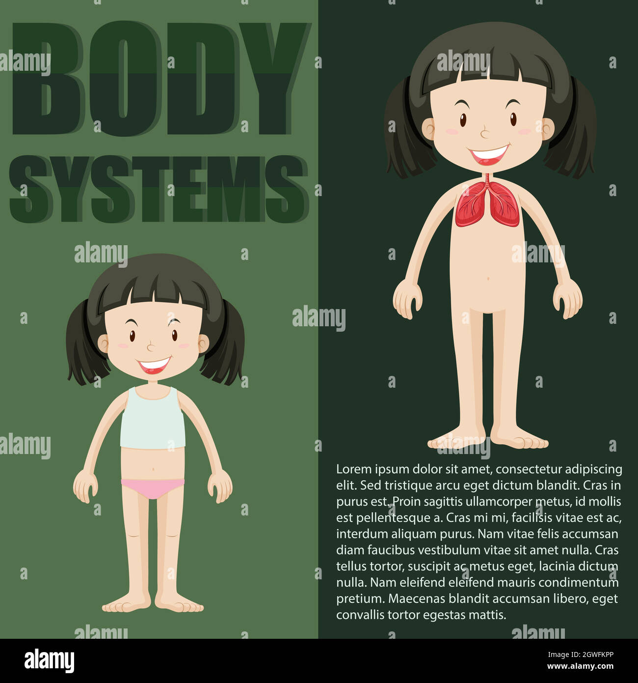 Body system poster hires stock photography and images Alamy