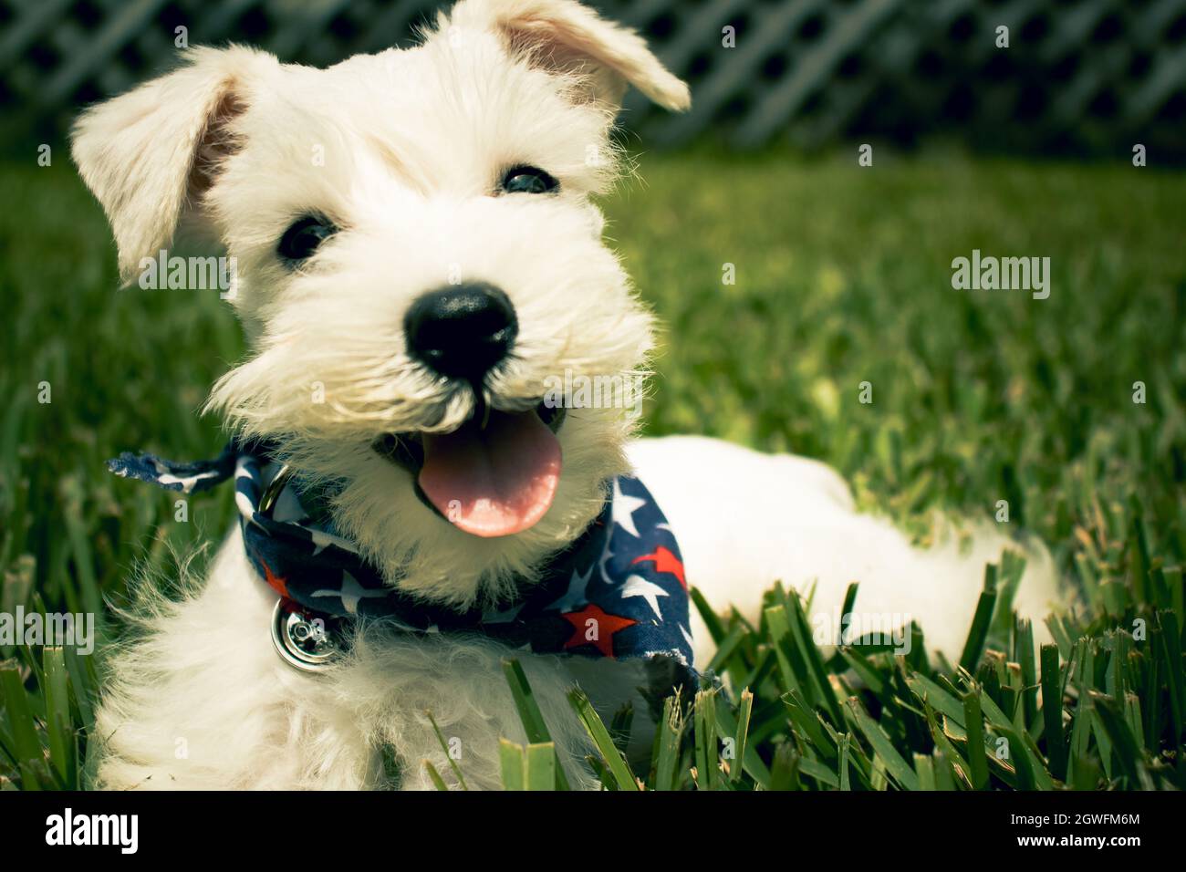Closeup Of Dog Sticking Out Tongue On Field Stock Photo Alamy