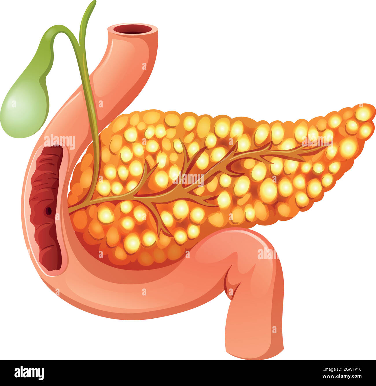 close up of pancreas Stock Vector