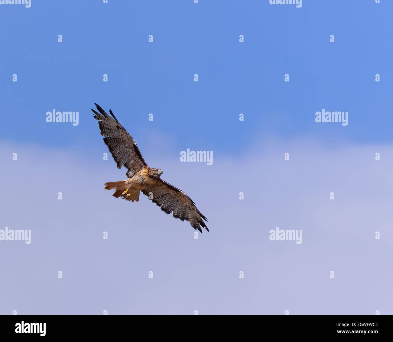 A red-tailed hawk soars in the blue Wyoming sky Stock Photo