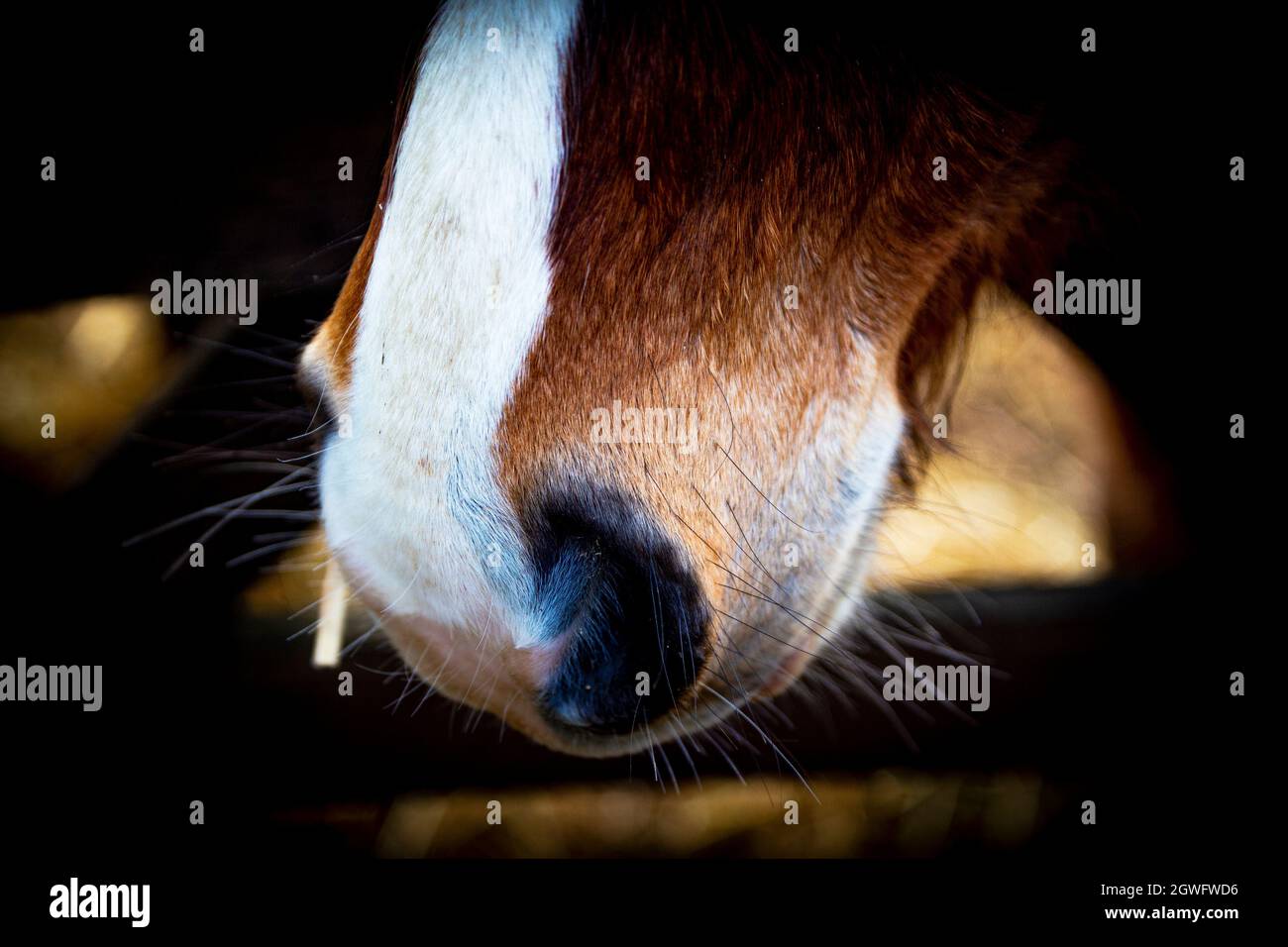 Close-up of a horse's inquisitive snout - golden brown and white Stock Photo