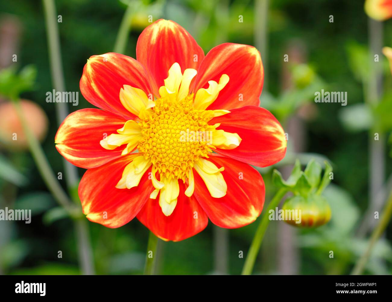 Dahlia 'Pooh' collarette dahlia. UK Stock Photo