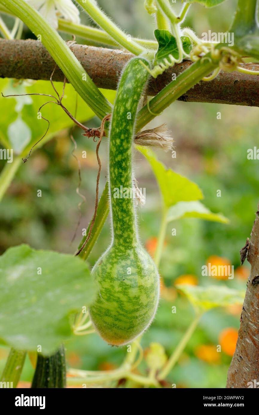 Serpent of Sicily gourd growing vertically in a kitchen garden. UK Stock Photo