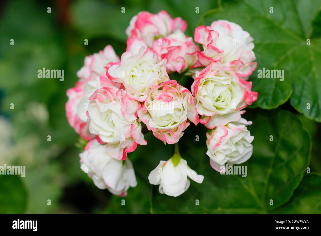 Pelargonium ‘Appleblossom Rosebud', zonal pelargonium flowers in September. UK Stock Photo