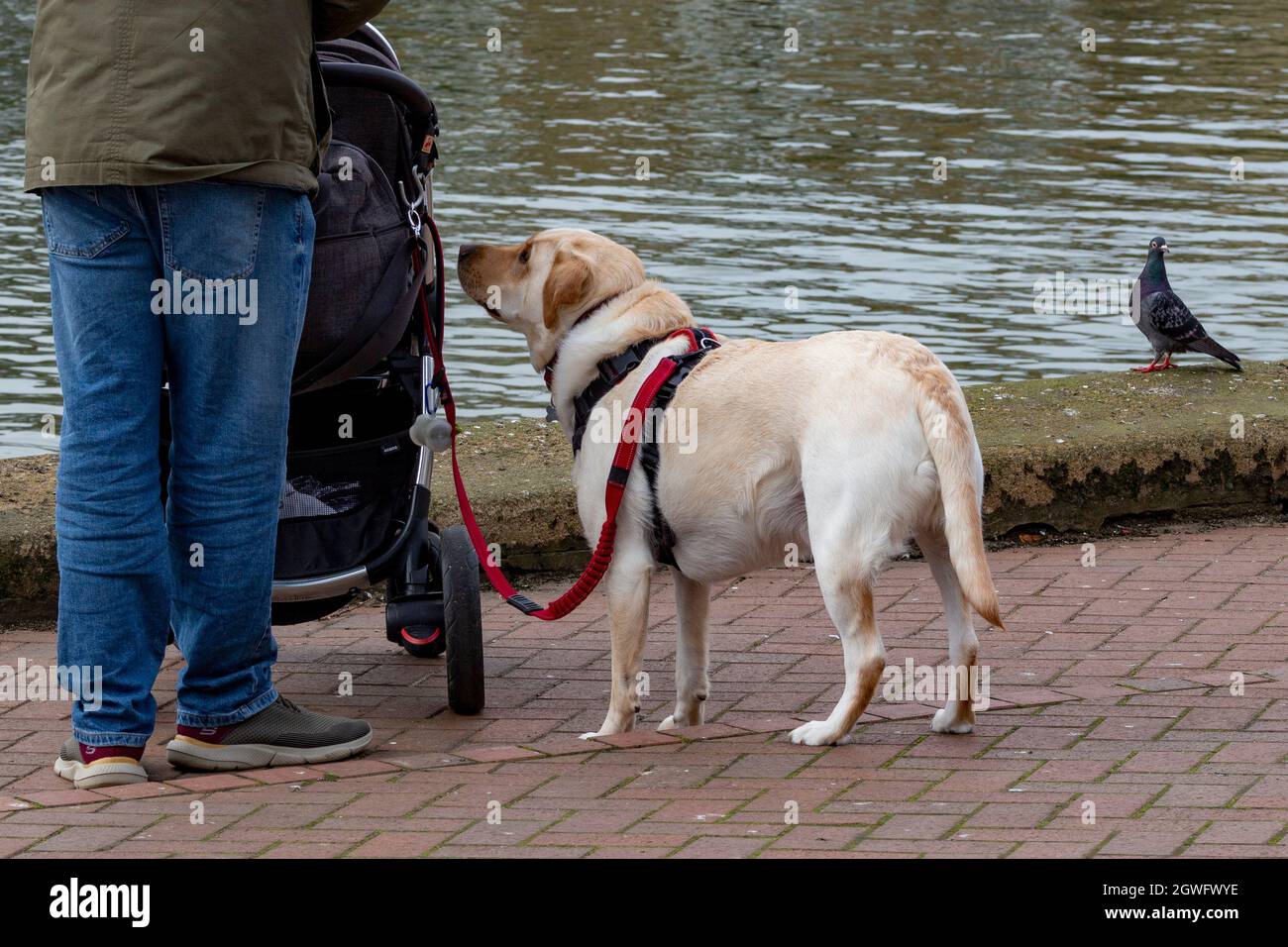 At the quayside in St Ives, Cambridgeshire, a  Labrador dog looks up enquiringly at it's owner while a pigeon looks on quizzically Stock Photo