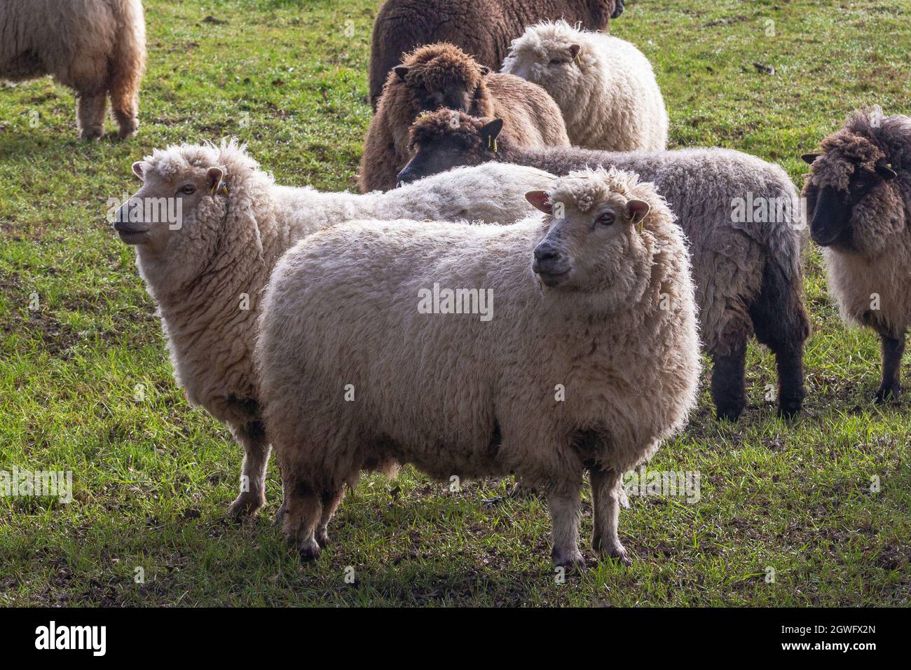 Sheep in a field in Houghton, Cambridgeshire Stock Photo