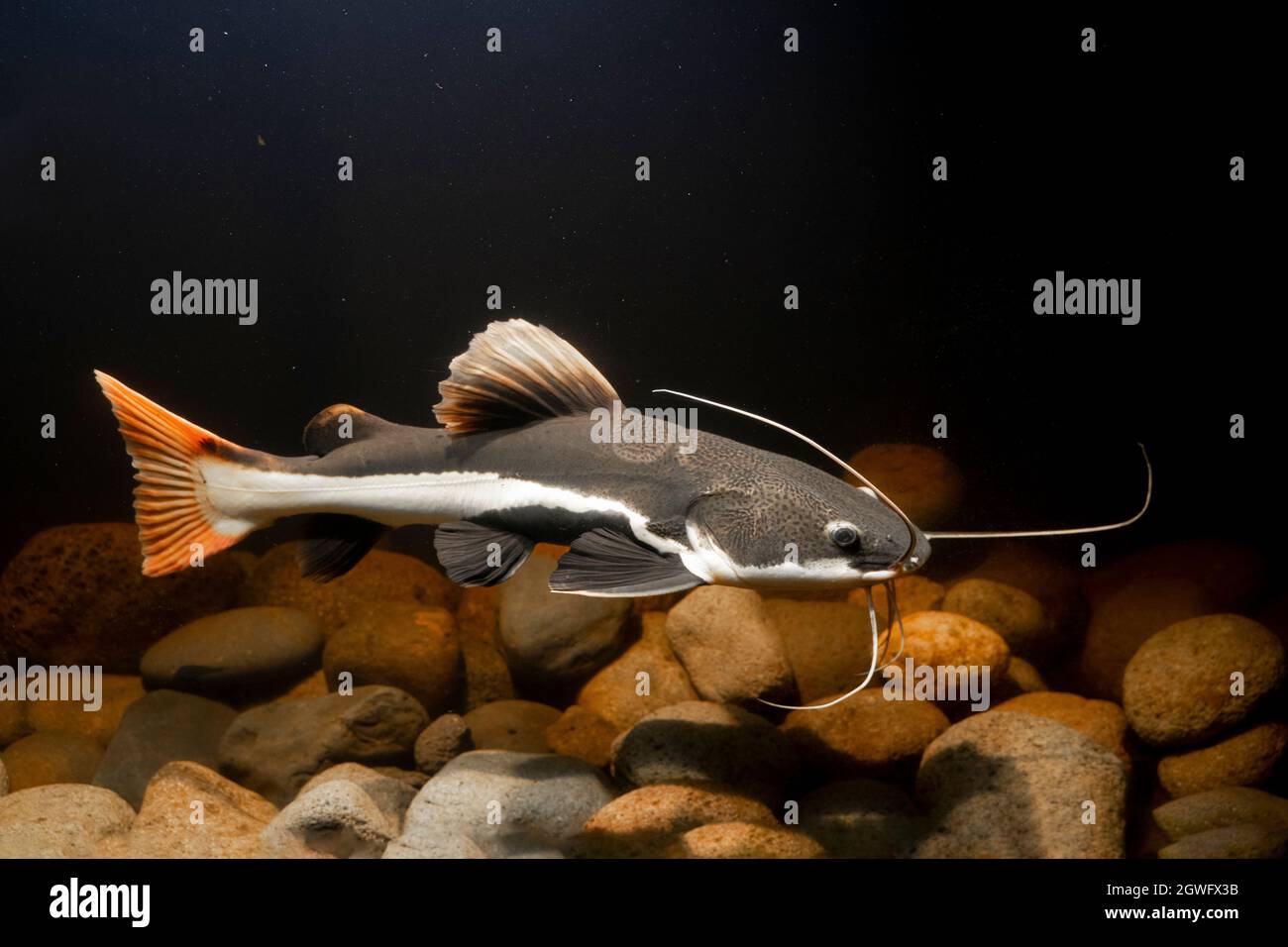 Phractocephalus hemiliopterus hi-res stock photography and images - Alamy
