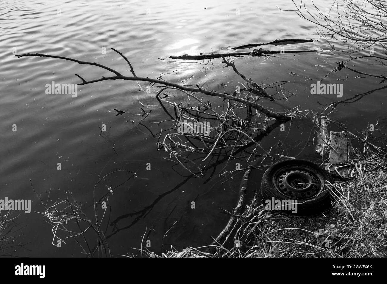 An old discarded wheel amongst branches and vegetation at the bank of the River Great Ouse in St Ives, Cambridgeshire - monochrome Stock Photo