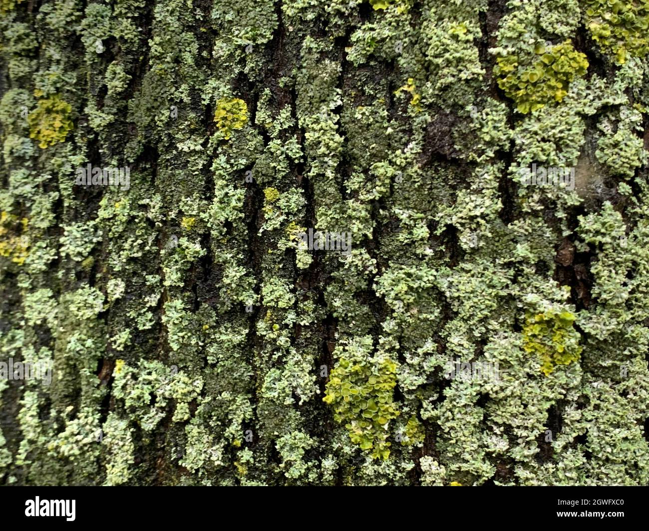 Full Frame Shot Of Moss Growing On Tree Trunk Stock Photo