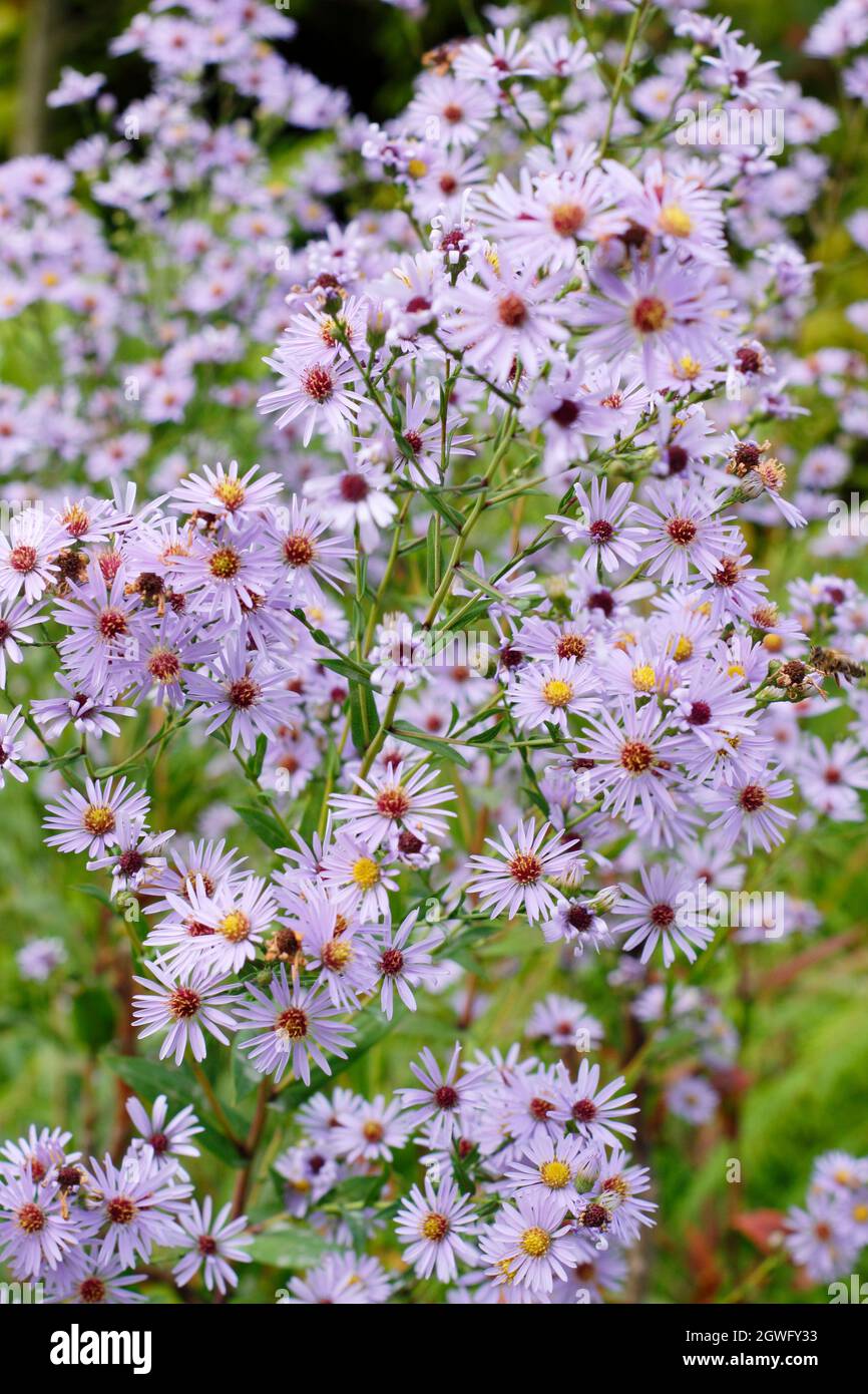 Aster turbinellus. Pale lilac flowers of Symphyotrichum turbinellum in September. UK Stock Photo