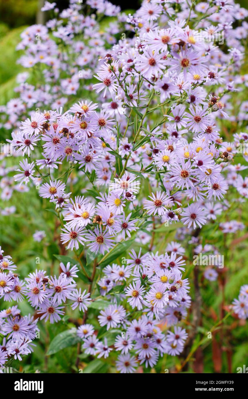 Aster turbinellus. Pale lilac flowers of Symphyotrichum turbinellum in September. UK Stock Photo
