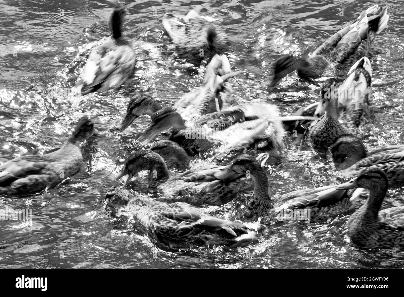Squabbling ducks in the River Great Ouse at St Ives, Cambridgeshire, fighting over food Stock Photo